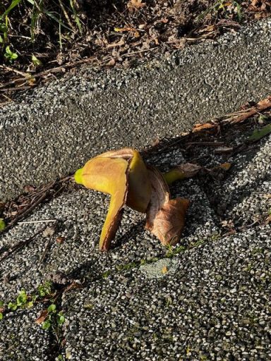 Gele paddenstoel op een grindpad, omringd door groene bladeren.